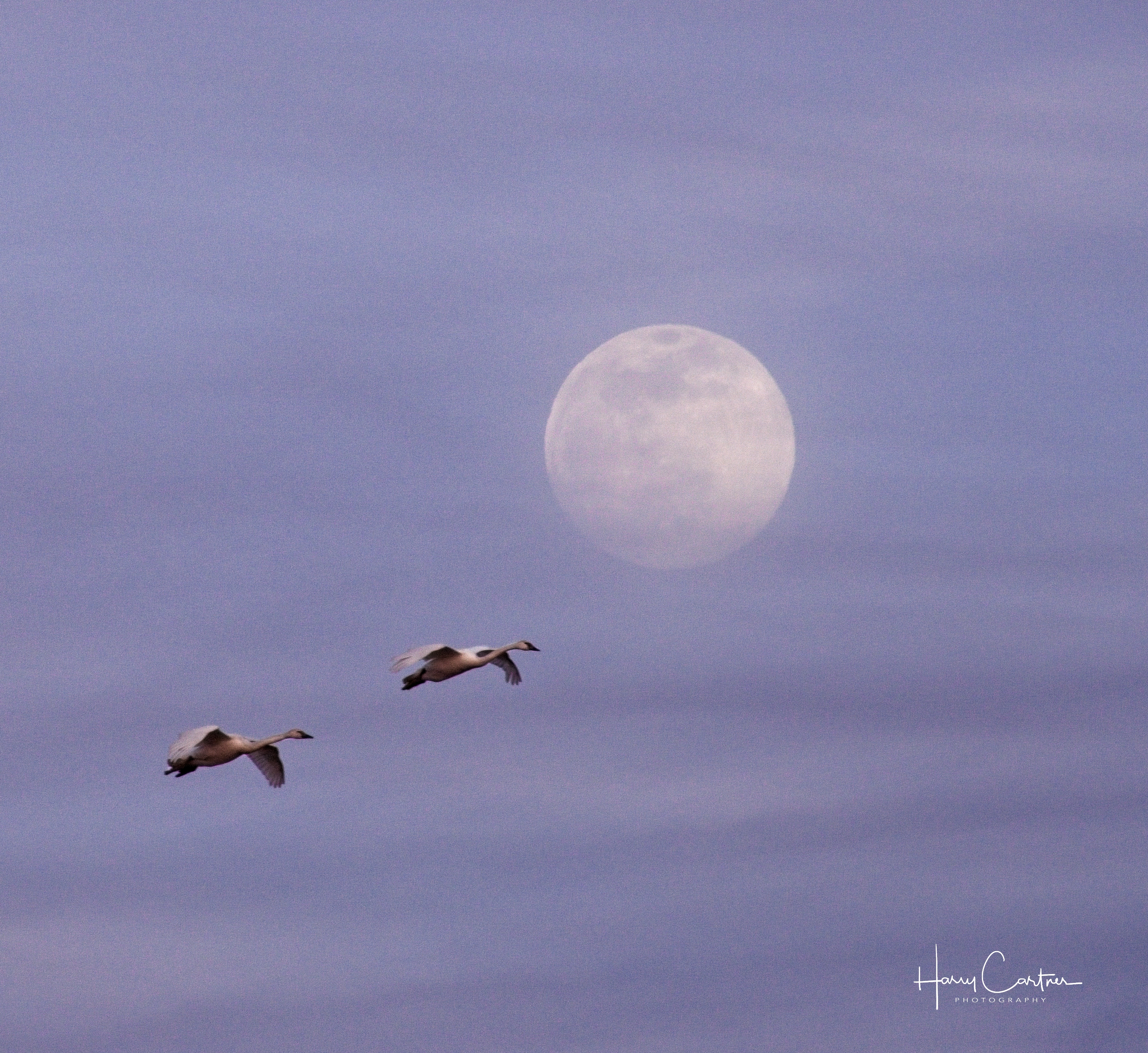 Tundra Swans and Full MoonHWC05752